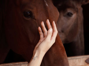Mano de mujer acariciando un caballo