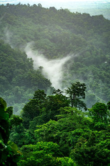 Rainforest view with mist