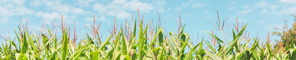 Image of a corn field