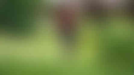 Nettoyez votre jardin avant les vacances d'été pour un retour fleuri