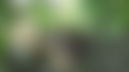 Der Waschbär: Charmanter Maskenträger oder lästiger Gast?