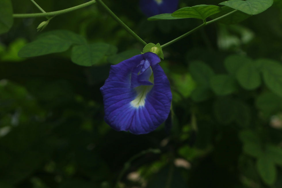 Close-up view of vibrant blue Butterfly Pea Flowers on a tropical vine