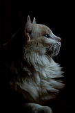 Image by Marin Tulard