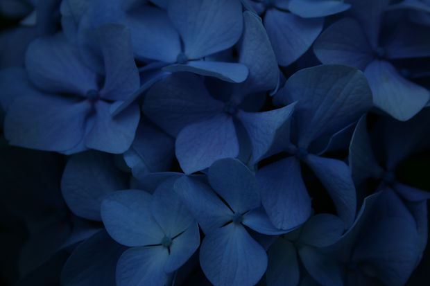 Image by Phillip Larking