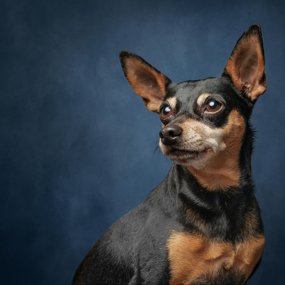 Black and tan Miniature Pinscher Puppy standing alert in grass.