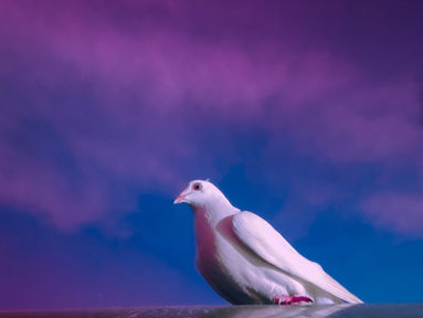 As Innocent as a Dove