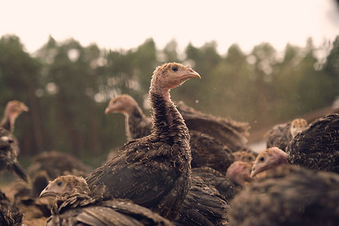 Image by Stefanie Poepken