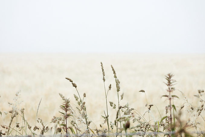 Image by Annie Spratt