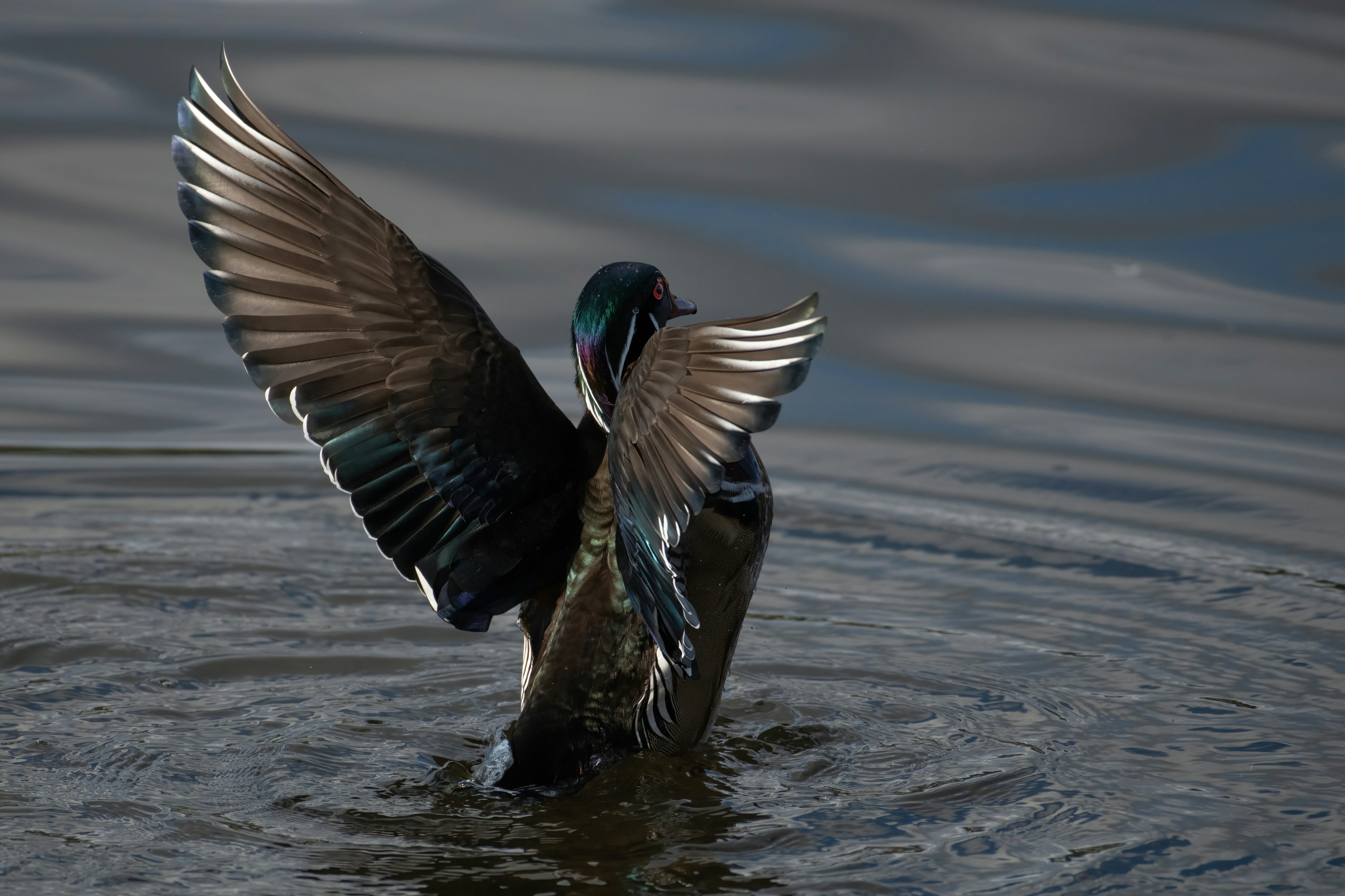 Image by Steve Smith