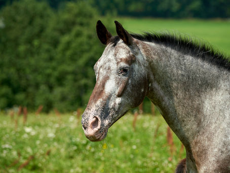Horse in spring pasture for Wood Element acupressure support
