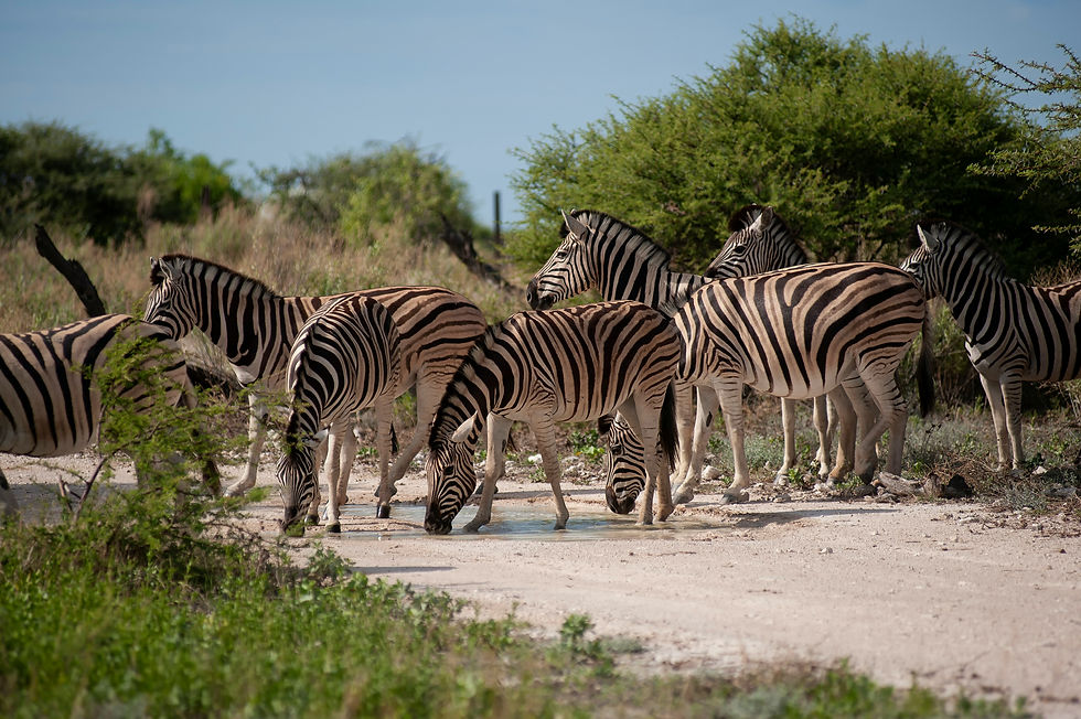 Zebra family ties