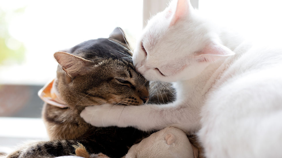 authentic social media marketing – Ties directly to the “lessons from pets” angle about authenticity.