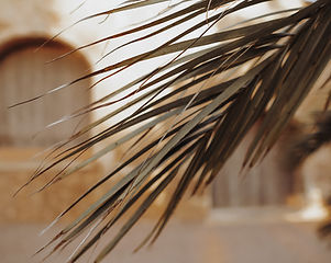 Image by Jasmin Ne