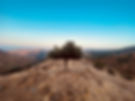 Image of an olive tree on a mountain in Cyprus