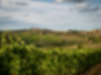 Wines of Tuscany