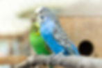 blue parakeet