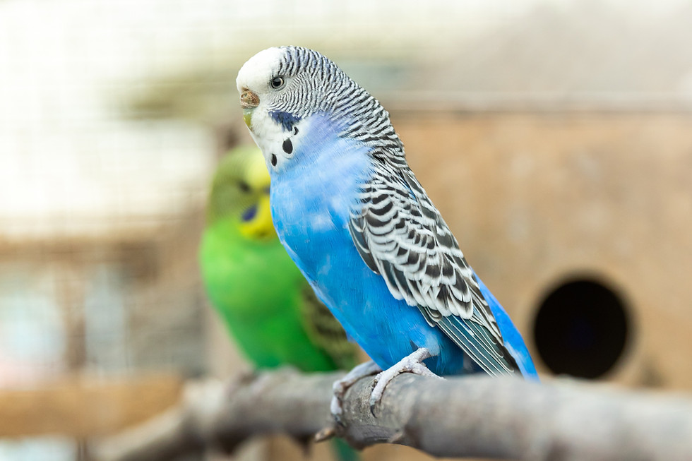 Thumbnail: Budgies