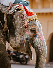 Image by Annie Spratt