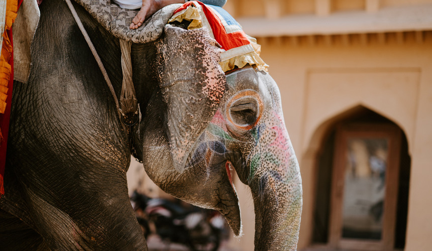 Close-up of an elephant in Jaipur