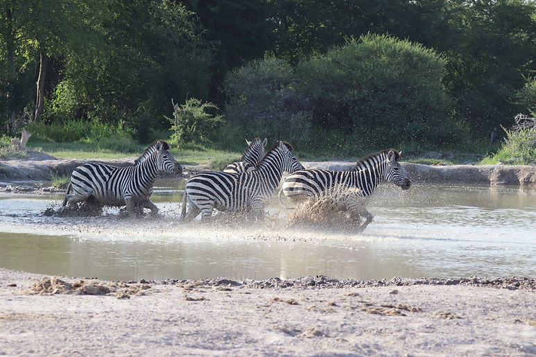 Image by Chris Koelewijn
