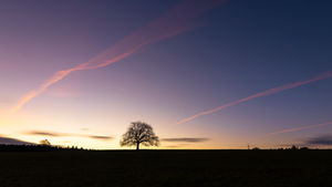 Lone tree silhouette against a vibrant sunset with pink streaks in the sky. A peaceful, expansive landscape with a clear horizon.