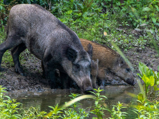 Feral Hogs