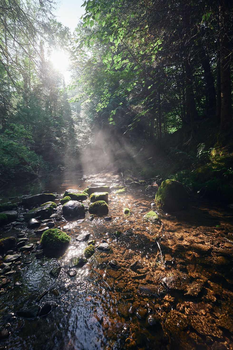Habitat Restoration with Nature Collective