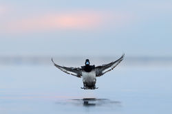 Image by Ray Hennessy