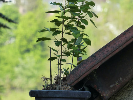 Why Gutter Cleaning Still Matters—Even If You Have Gutter Guards