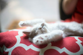 Unlocking Deep Rest: Natural Sleep Remedies - part I