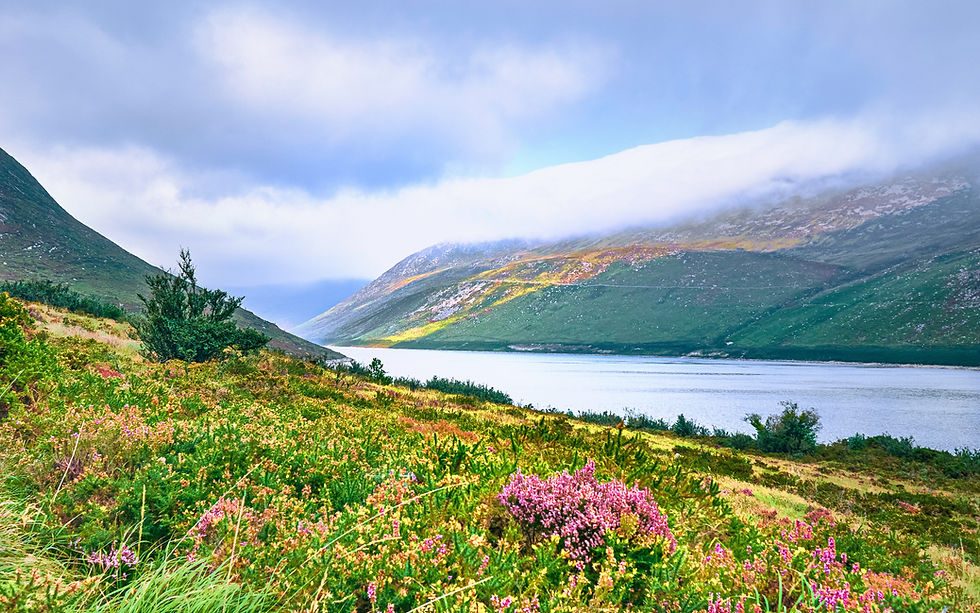 river wending between hills covered in pink wildflowers. Misty sky.