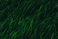 ancient, mineral-dense, alive