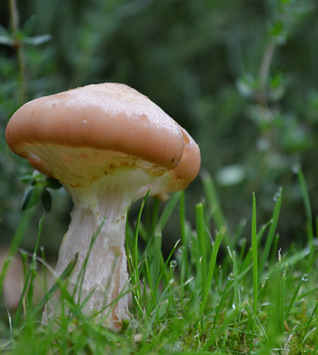 mushroom