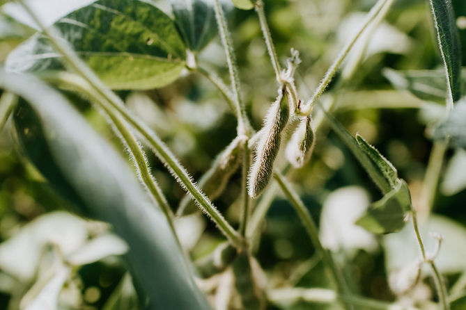 Image by Kelly Sikkema
