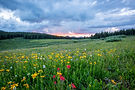 Image by Joel Holland