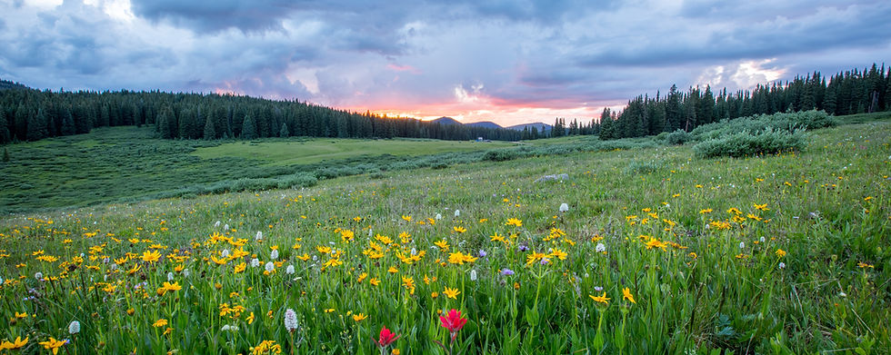 financial services vt field of flowers