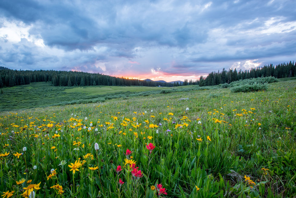 Image by Joel Holland