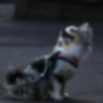 कुत्तों में अत्यधिक खुजली और बालों का झड़ना