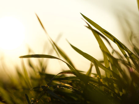 FRIDAY OF THE 8TH WEEK IN ORDINARY TIME