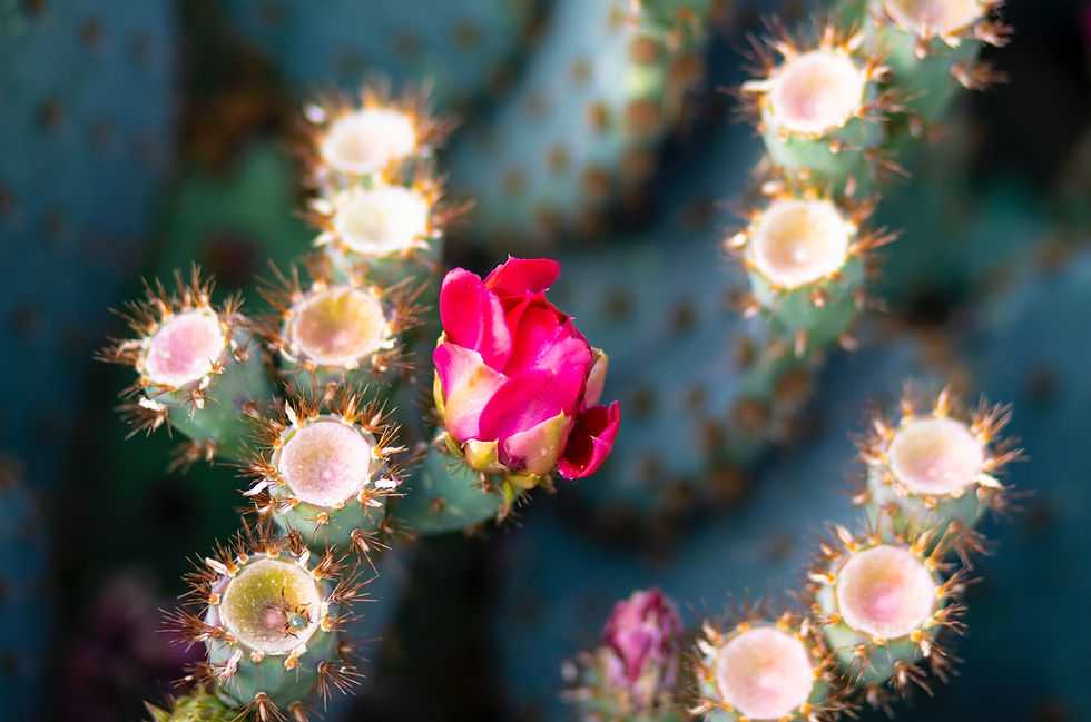 Image by Denisse Leon