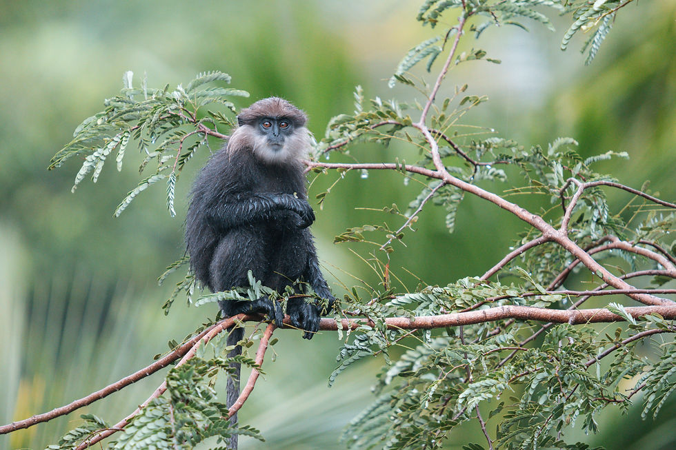 Monkey in the rain