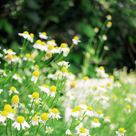 Image by TOMOKO UJI