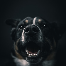 Image by Daniel Lincoln