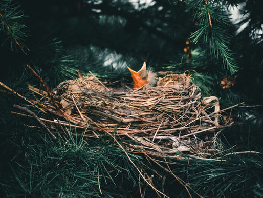 Scripture Reflection, 2nd Sunday of Easter, April 16, 2023