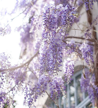 Image by Elena Kloppenburg