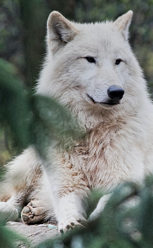 Image by Dušan veverkolog