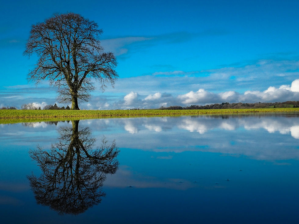 Een enkele boom weerspiegeld in stil water, symbool voor zelfreflectie, innerlijke groei en het vinden van rust na afwijzing.