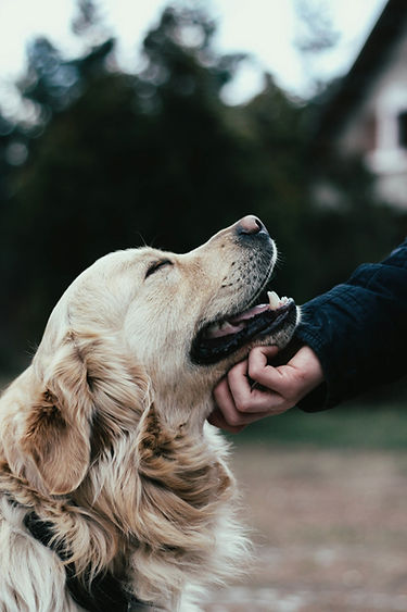 Hund genießt seine Streicheleinheiten