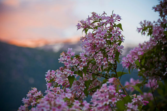 Image de Vsevolod