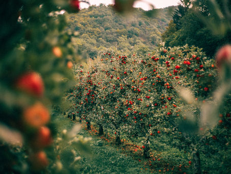 Czech initiative aims to revive fruit orchards by growing trees from seeds